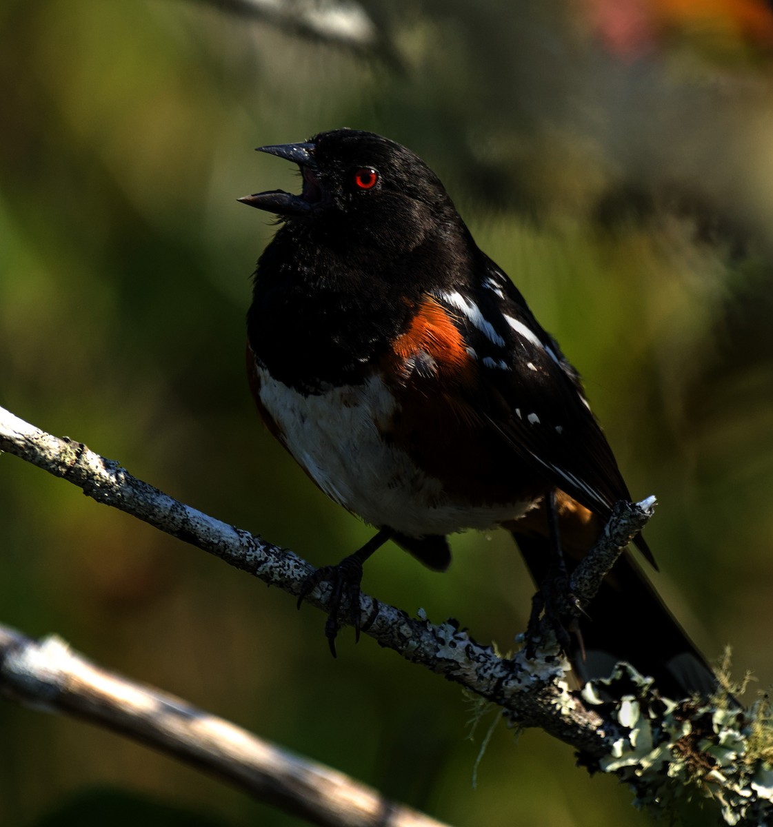 Spotted Towhee - ML621854261