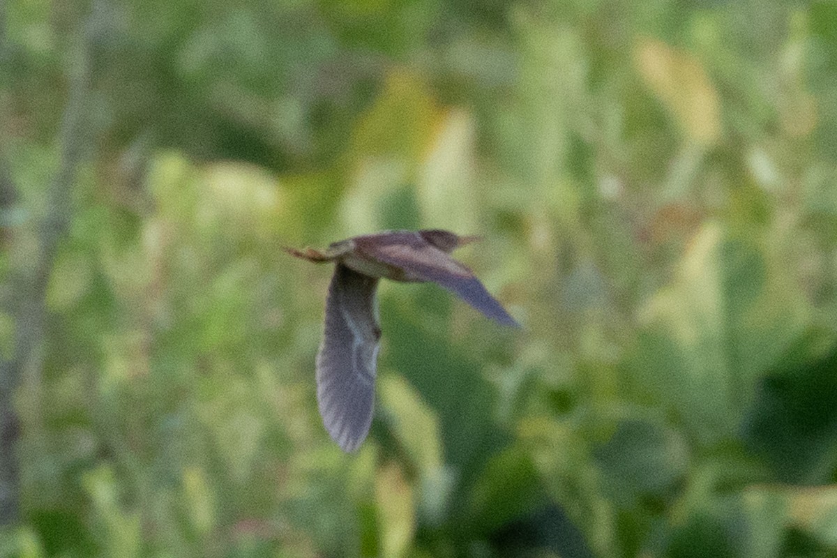 Least Bittern - ML621854273