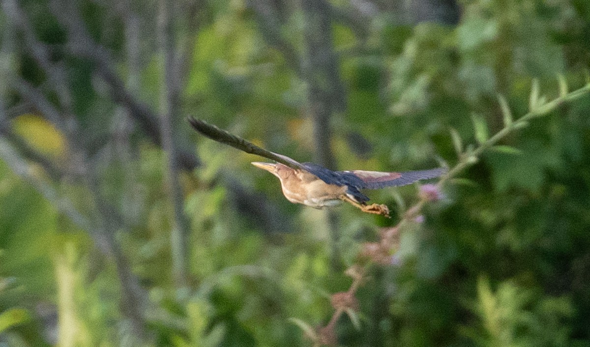 Least Bittern - ML621854274