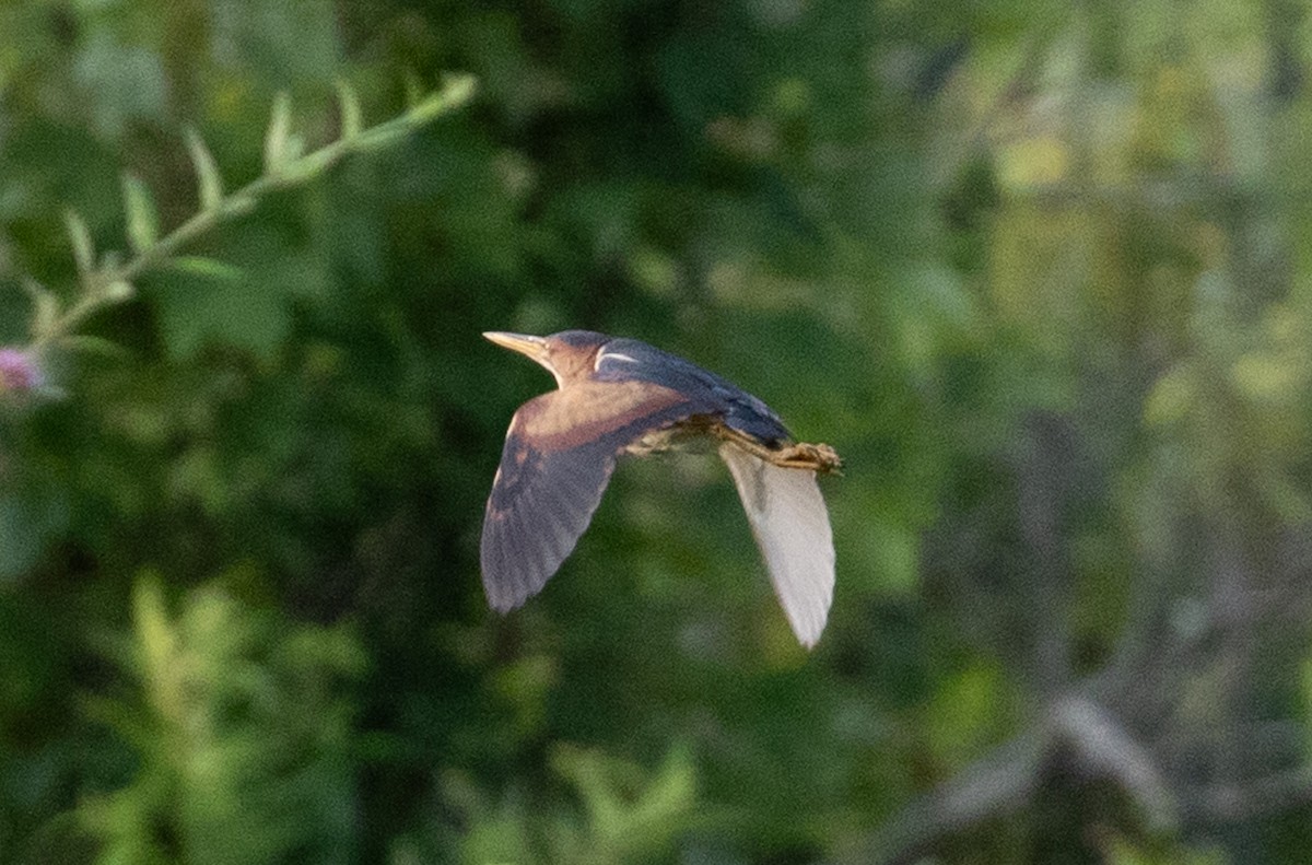 Least Bittern - ML621854275