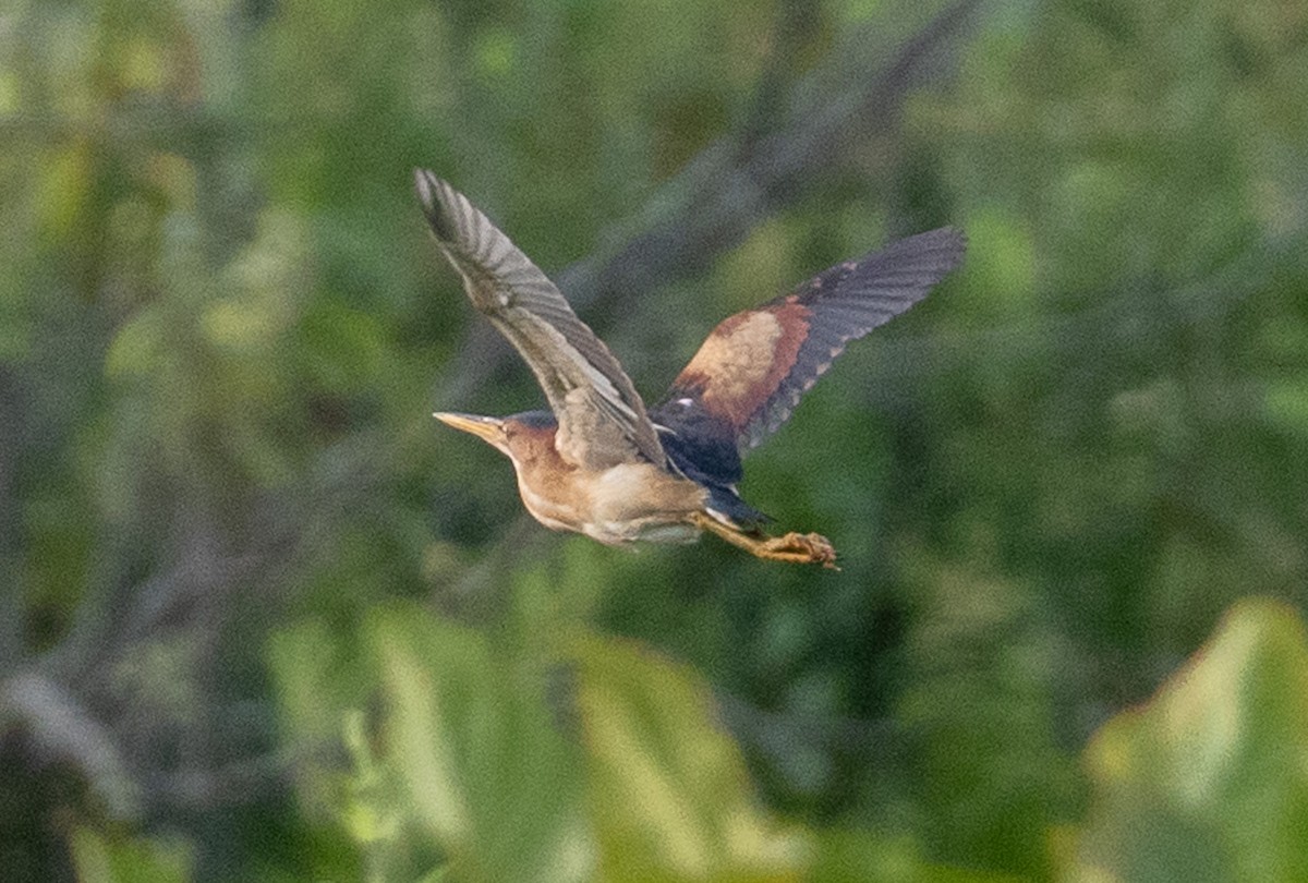 Least Bittern - ML621854276