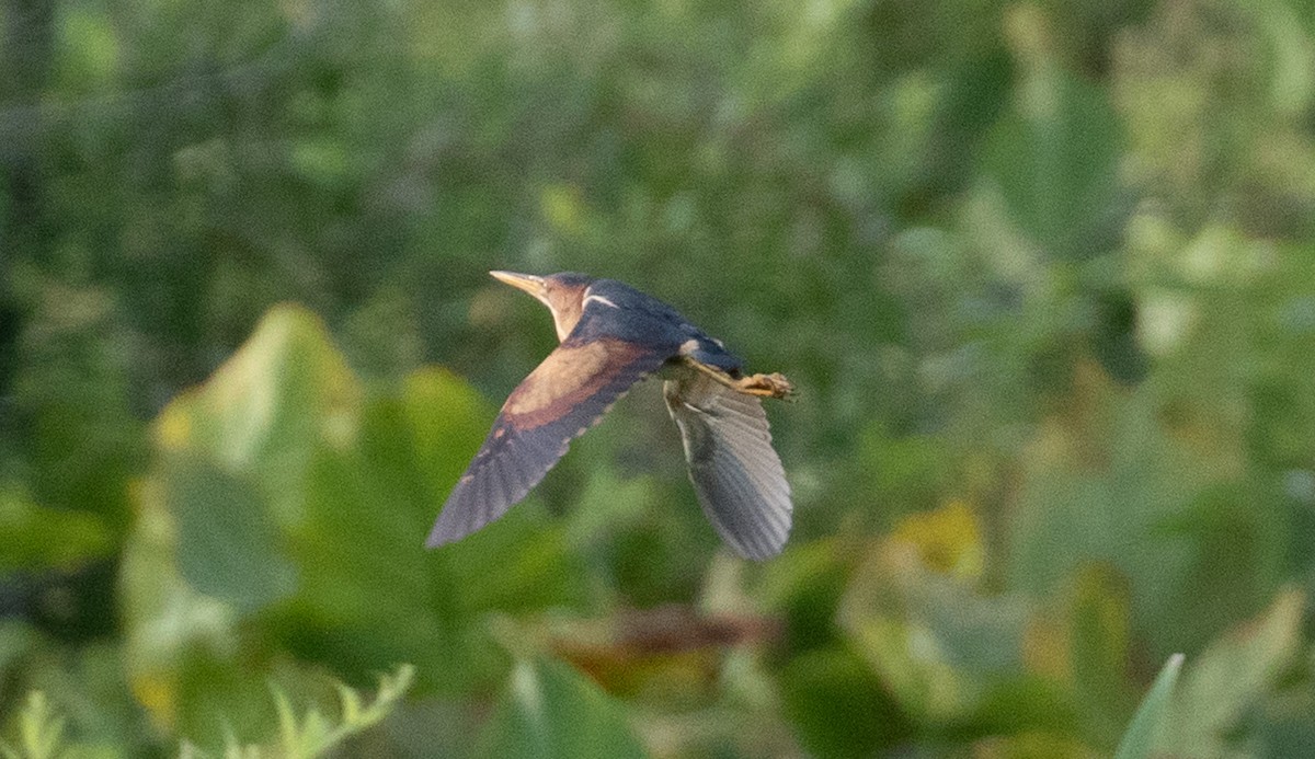 Least Bittern - ML621854277