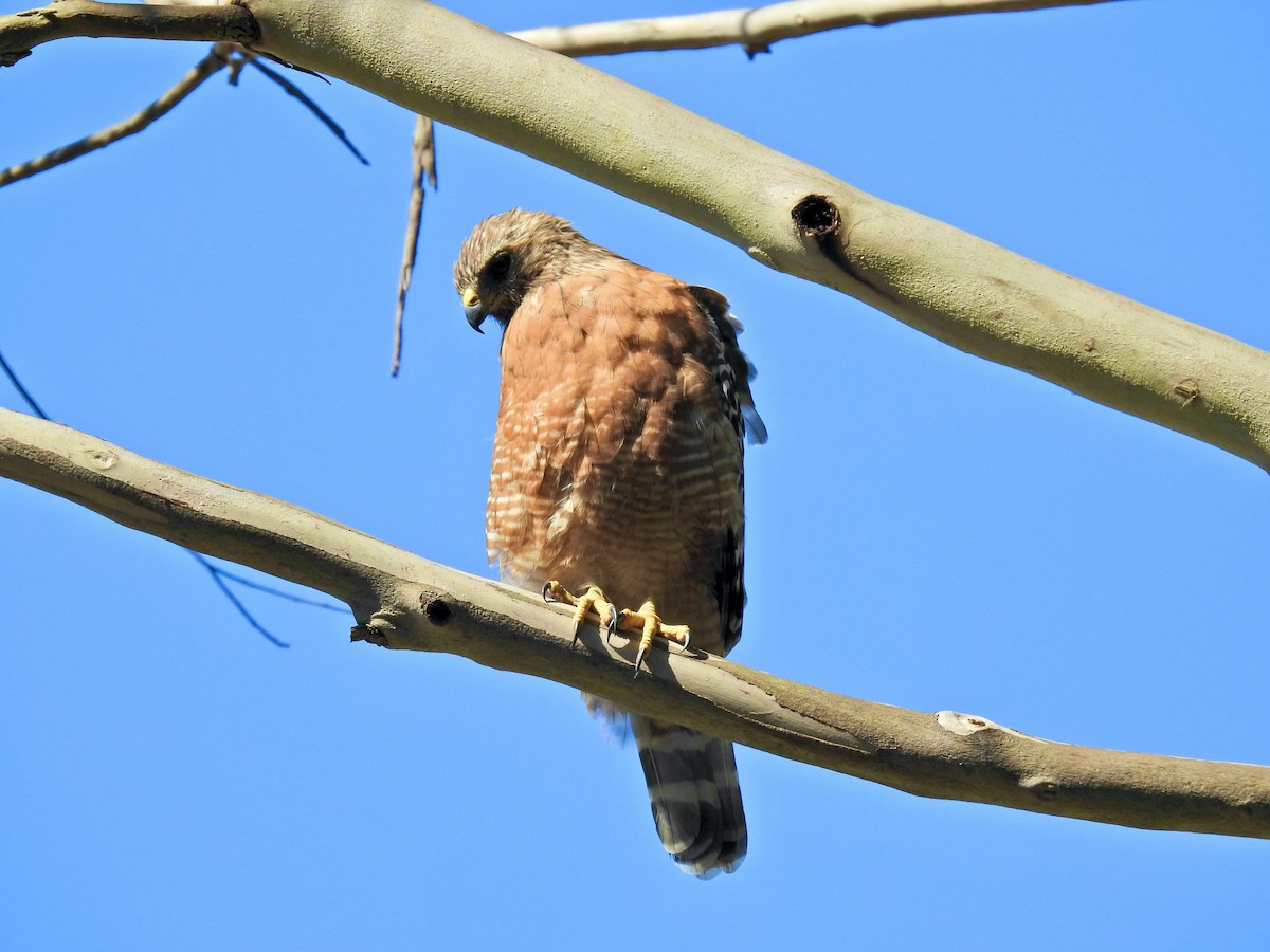 Red-shouldered Hawk (elegans) - ML621854284