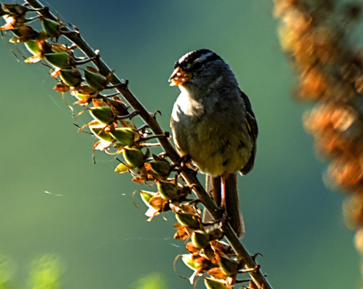 White-crowned Sparrow - ML621854286