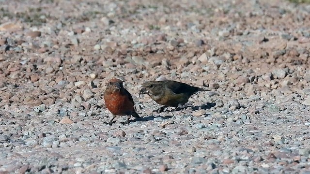 Red Crossbill - ML621854295