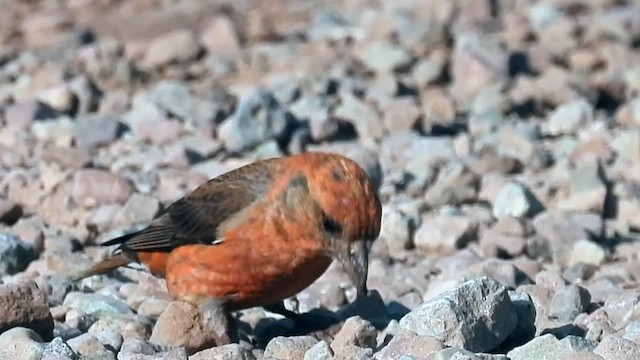 Red Crossbill - ML621854300