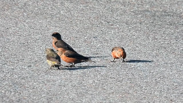 紅交嘴雀 - ML621854302