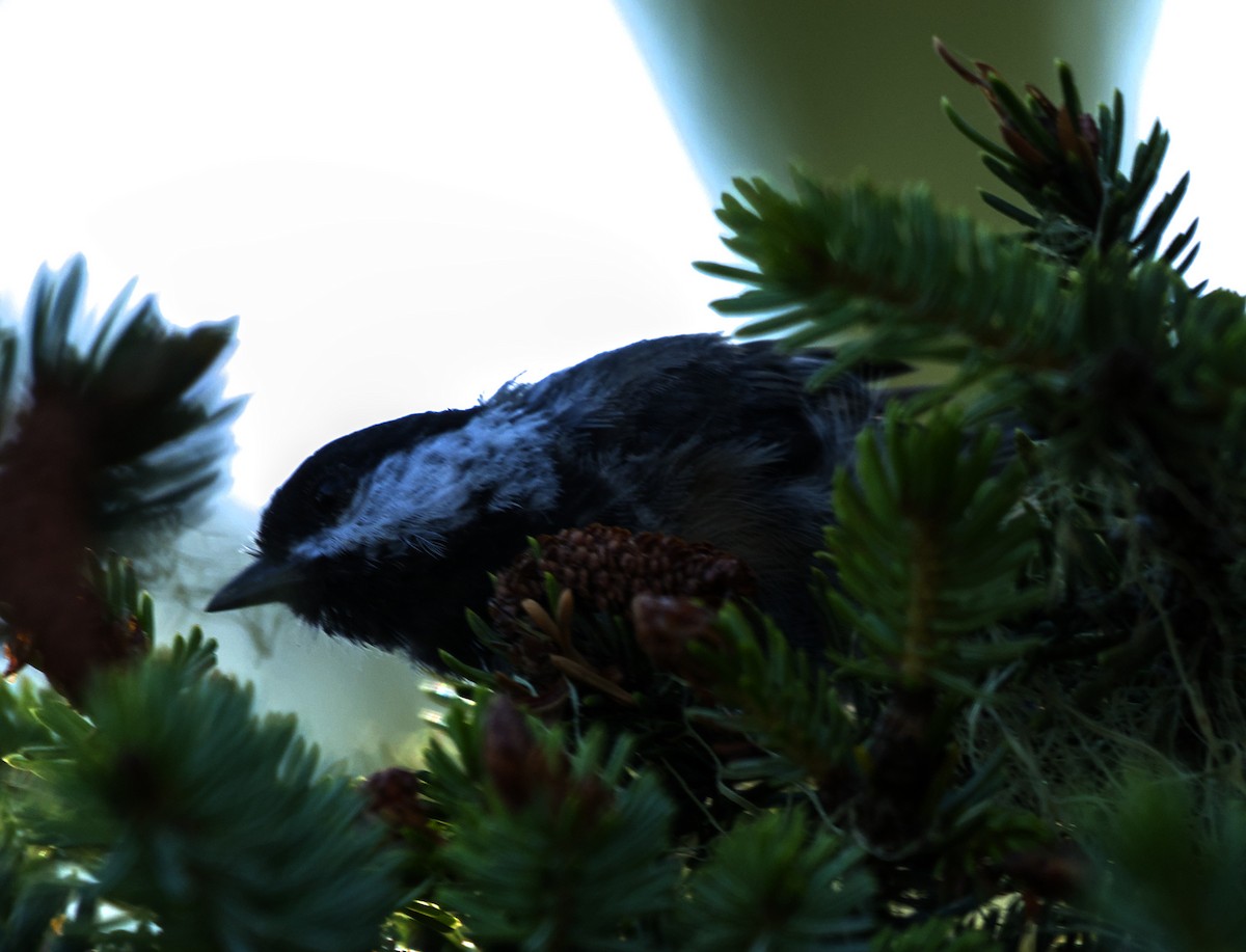 Black-capped Chickadee - ML621854307