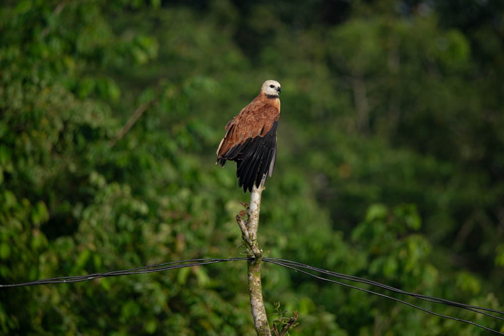 Black-collared Hawk - Carlton Cook