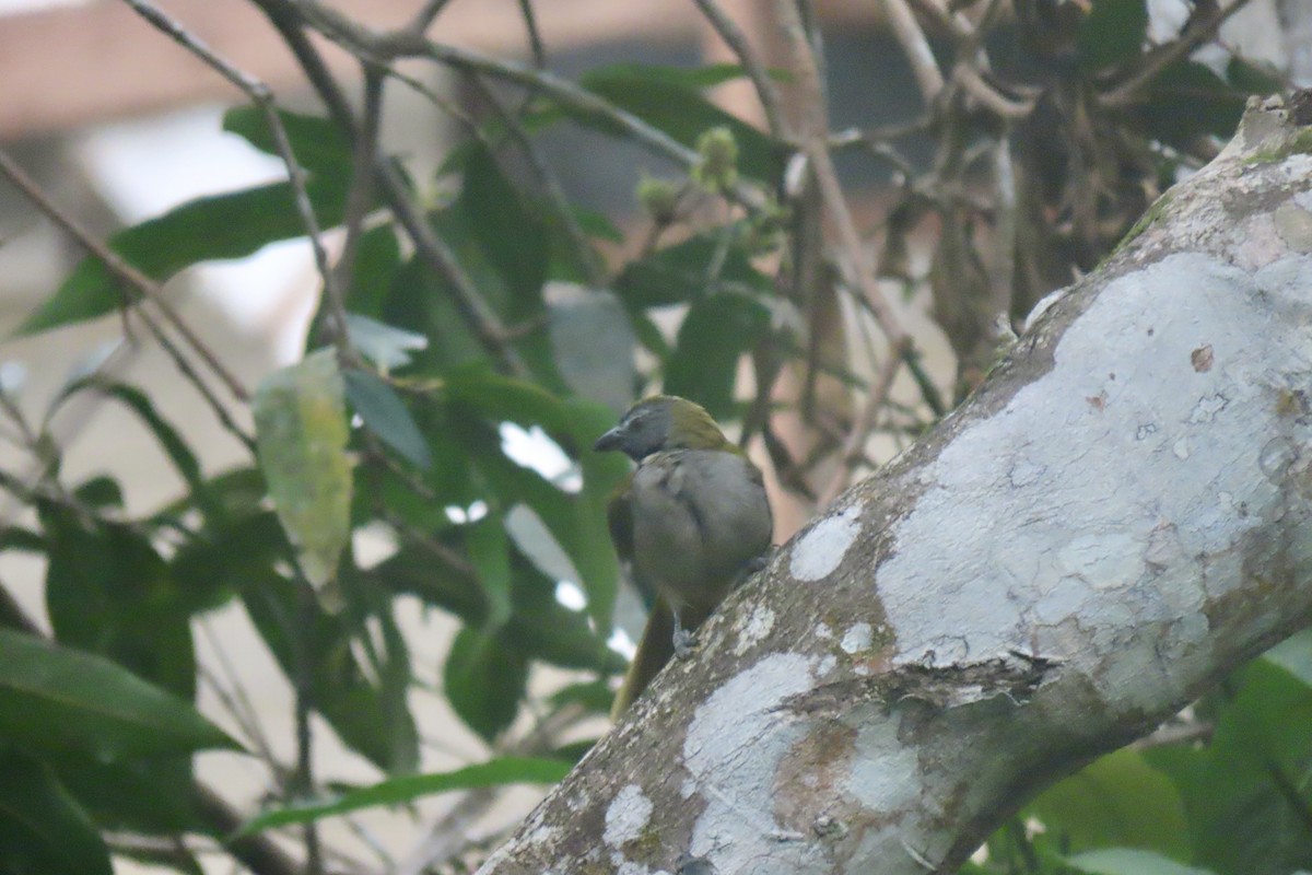 Buff-throated Saltator - ML621854461