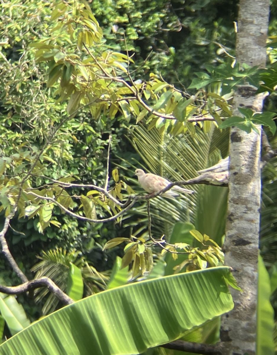 Sunda Collared-Dove - ML621854491