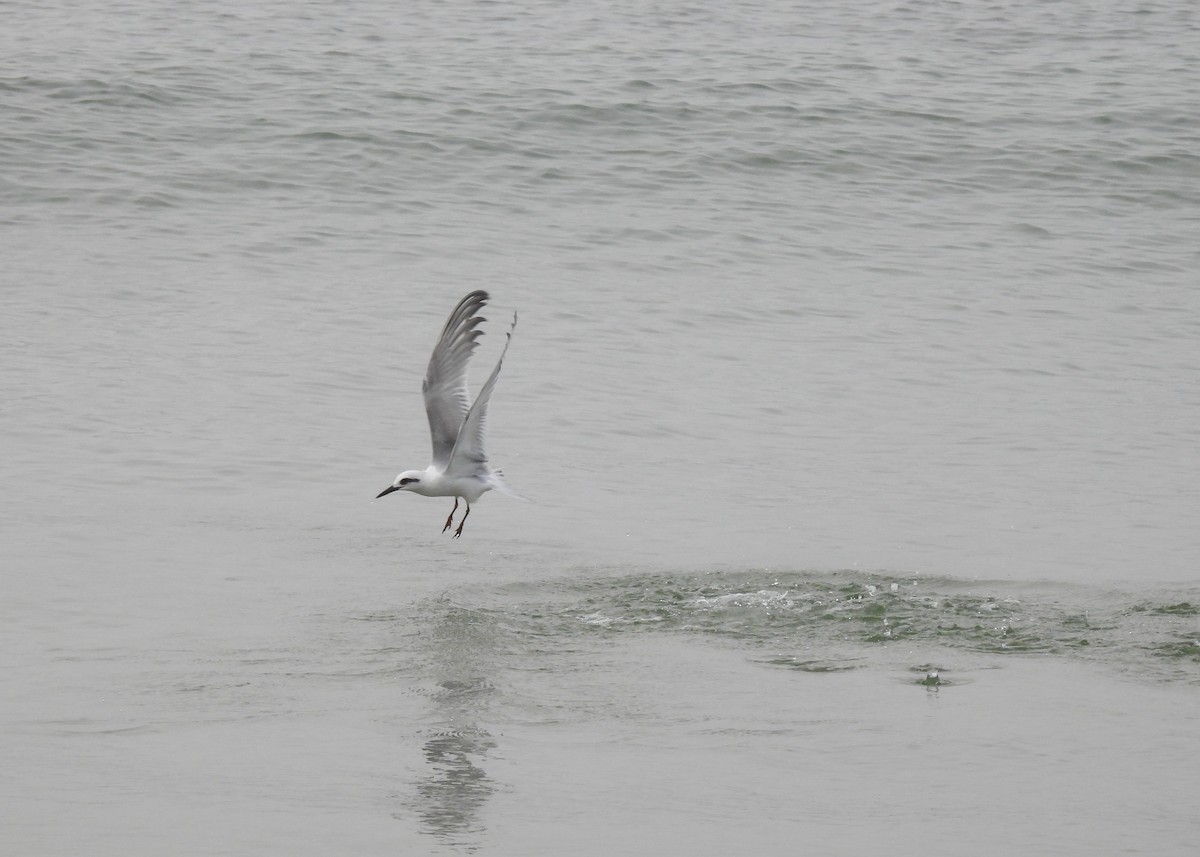 Snowy-crowned Tern - ML621854666