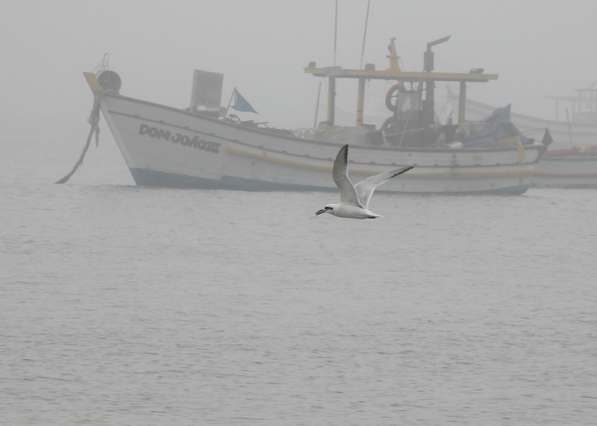 Snowy-crowned Tern - ML621854667