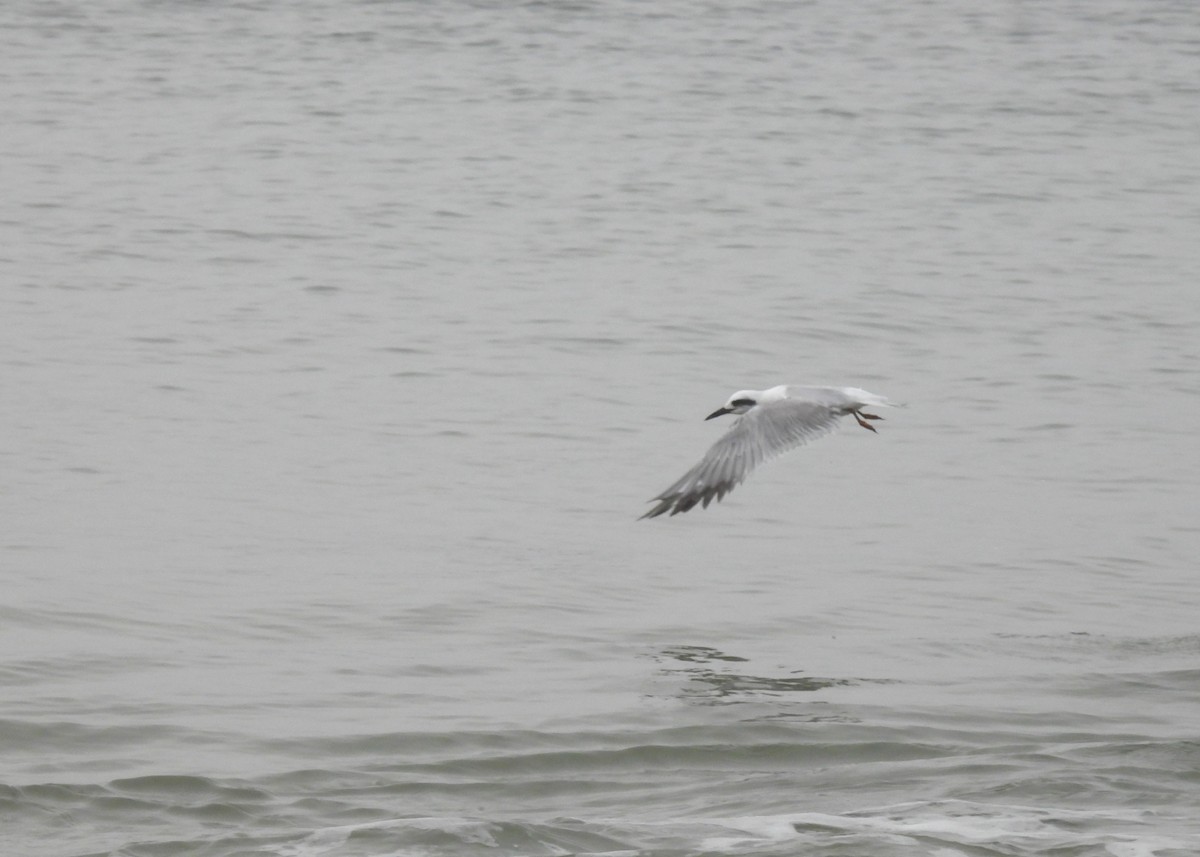 Snowy-crowned Tern - ML621854668