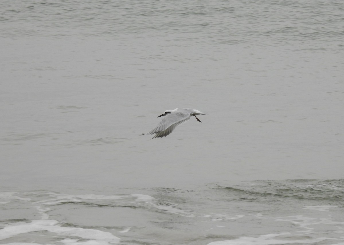 Snowy-crowned Tern - Arthur Gomes