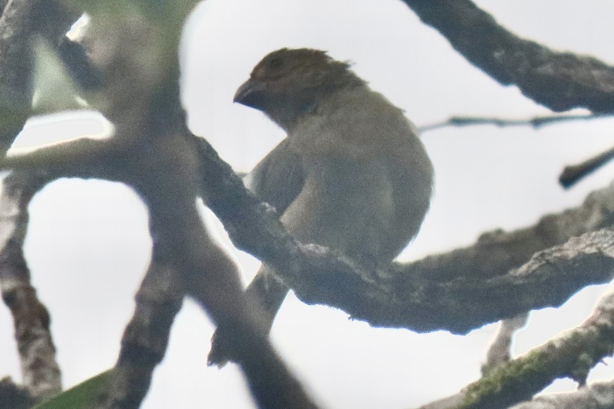 Thick-billed Seed-Finch - ML621854692