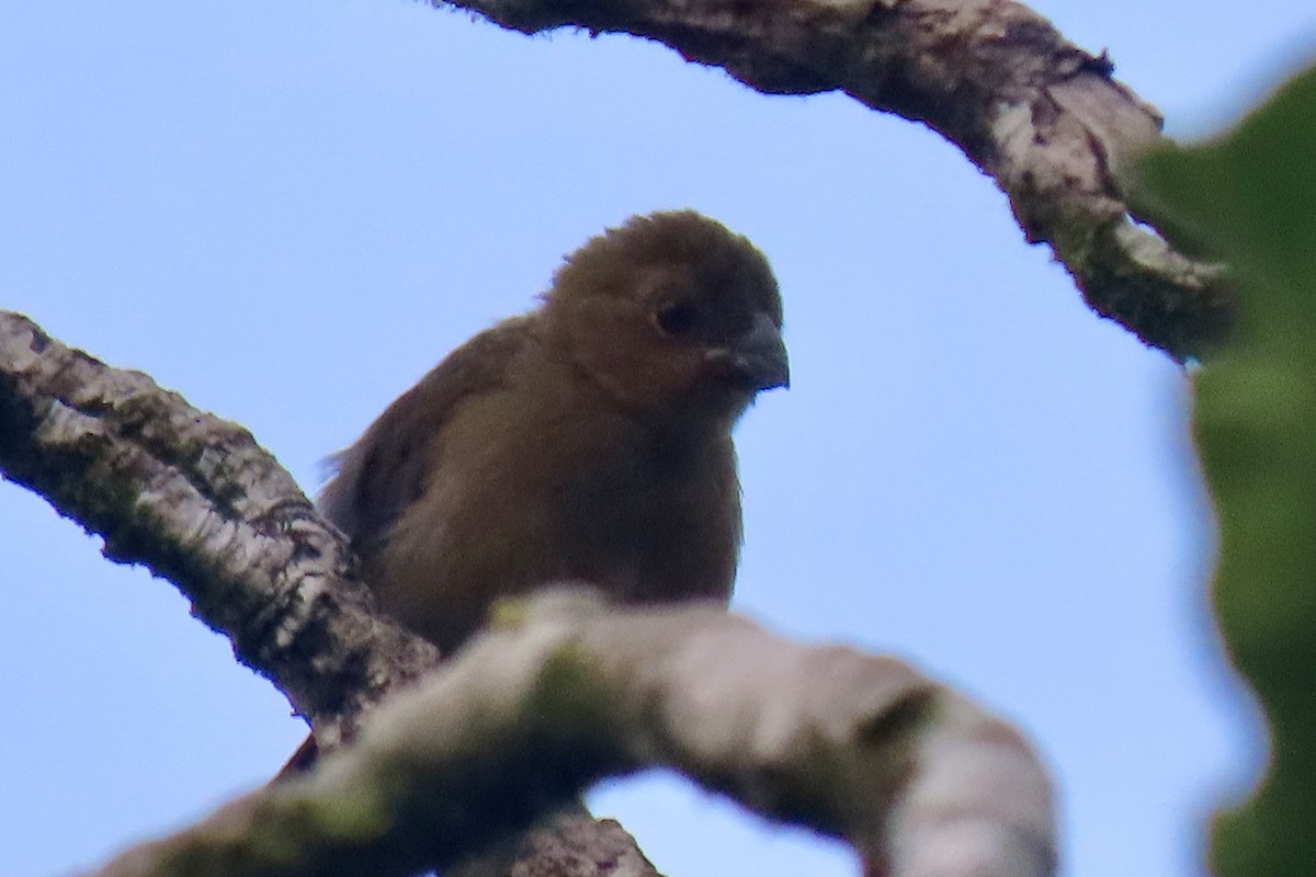 Thick-billed Seed-Finch - ML621854693