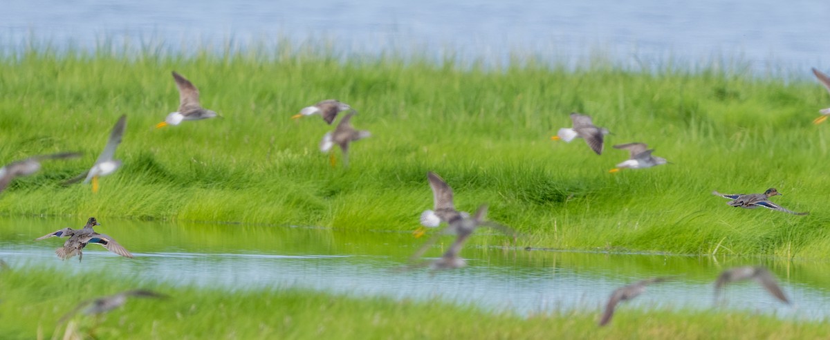 Green-winged Teal - ML621854743