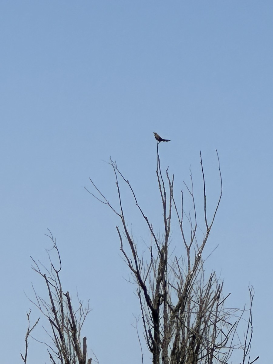 Great-tailed Grackle - ML621854744