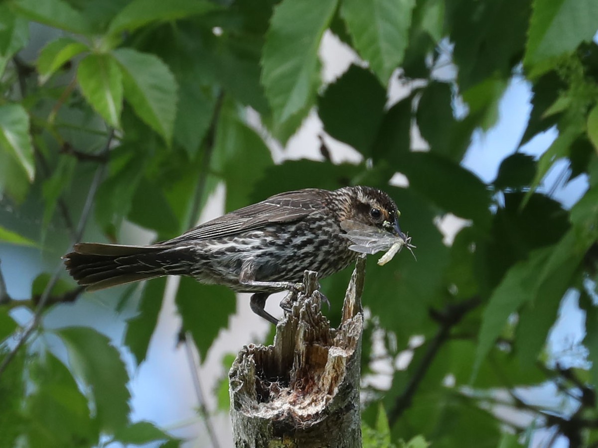 Red-winged Blackbird - ML621854805