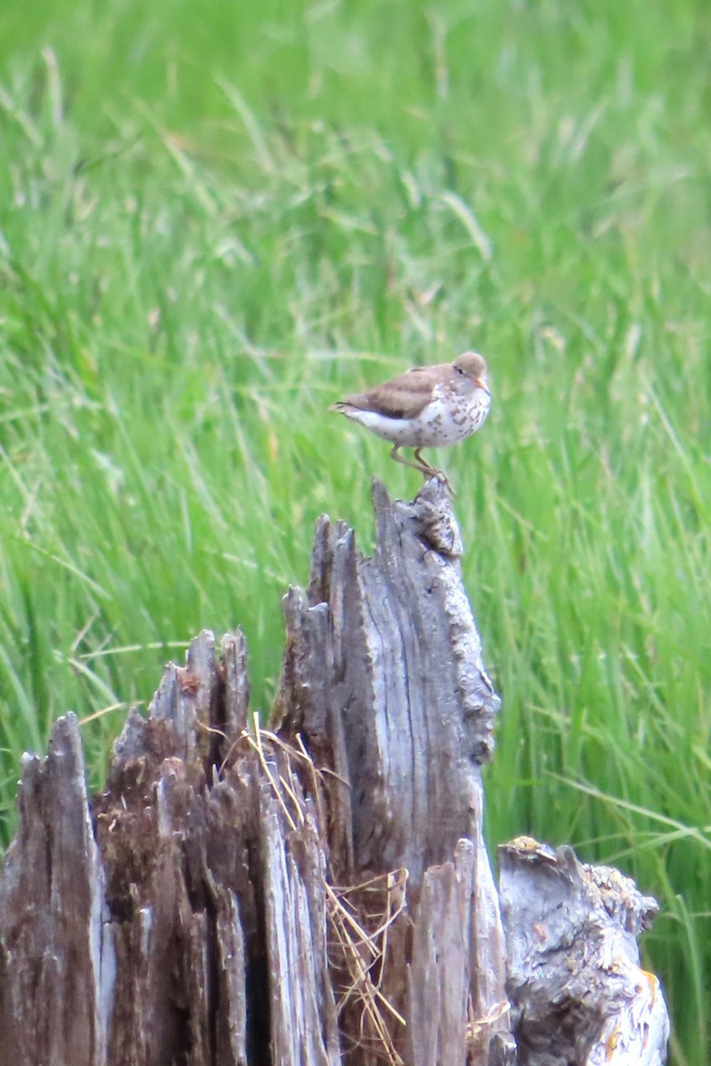 Spotted Sandpiper - ML621854823