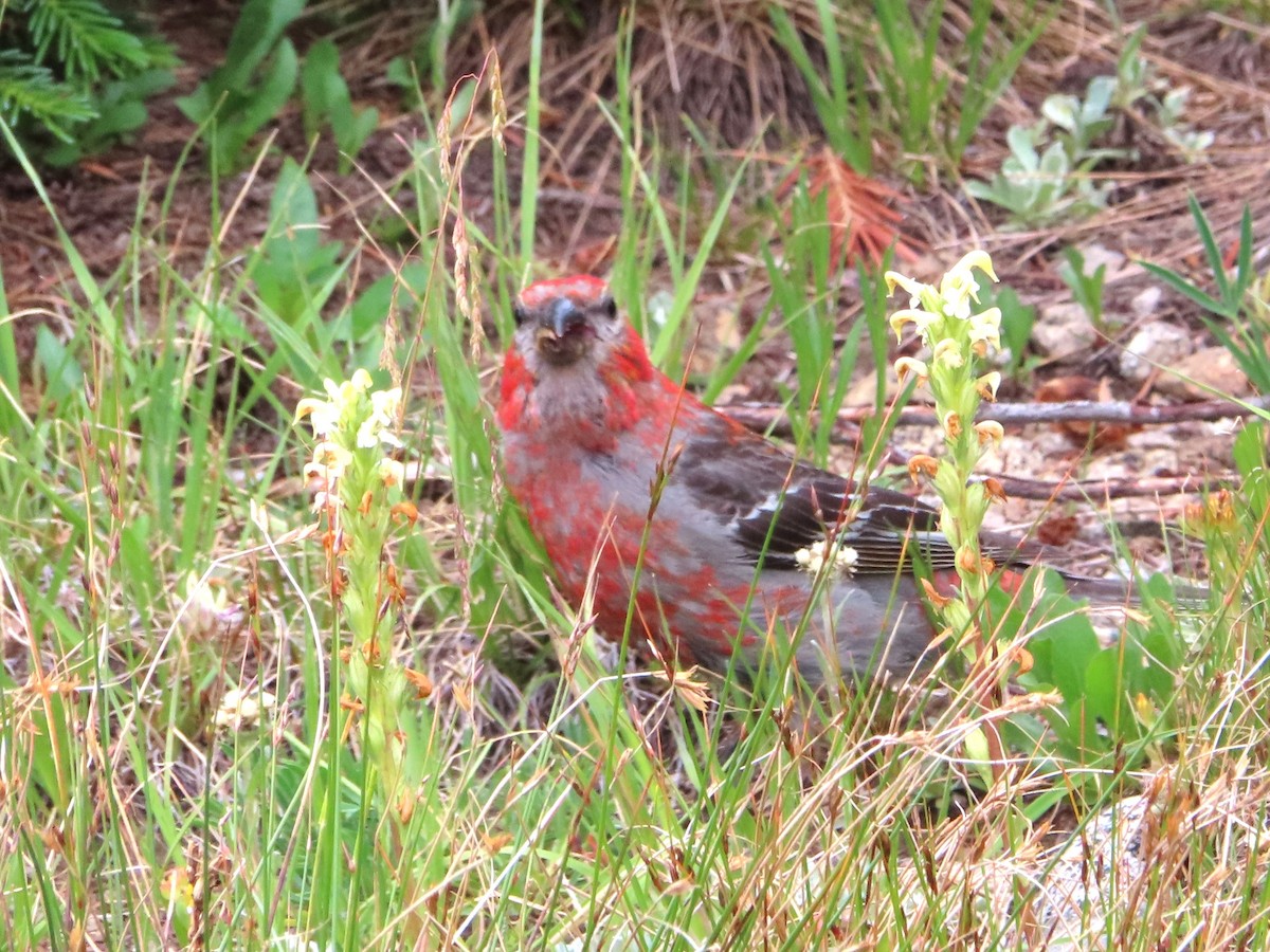 Pine Grosbeak - ML621854826