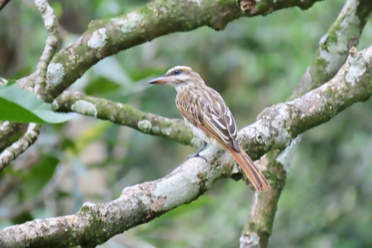 Streaked Flycatcher - ML621854883