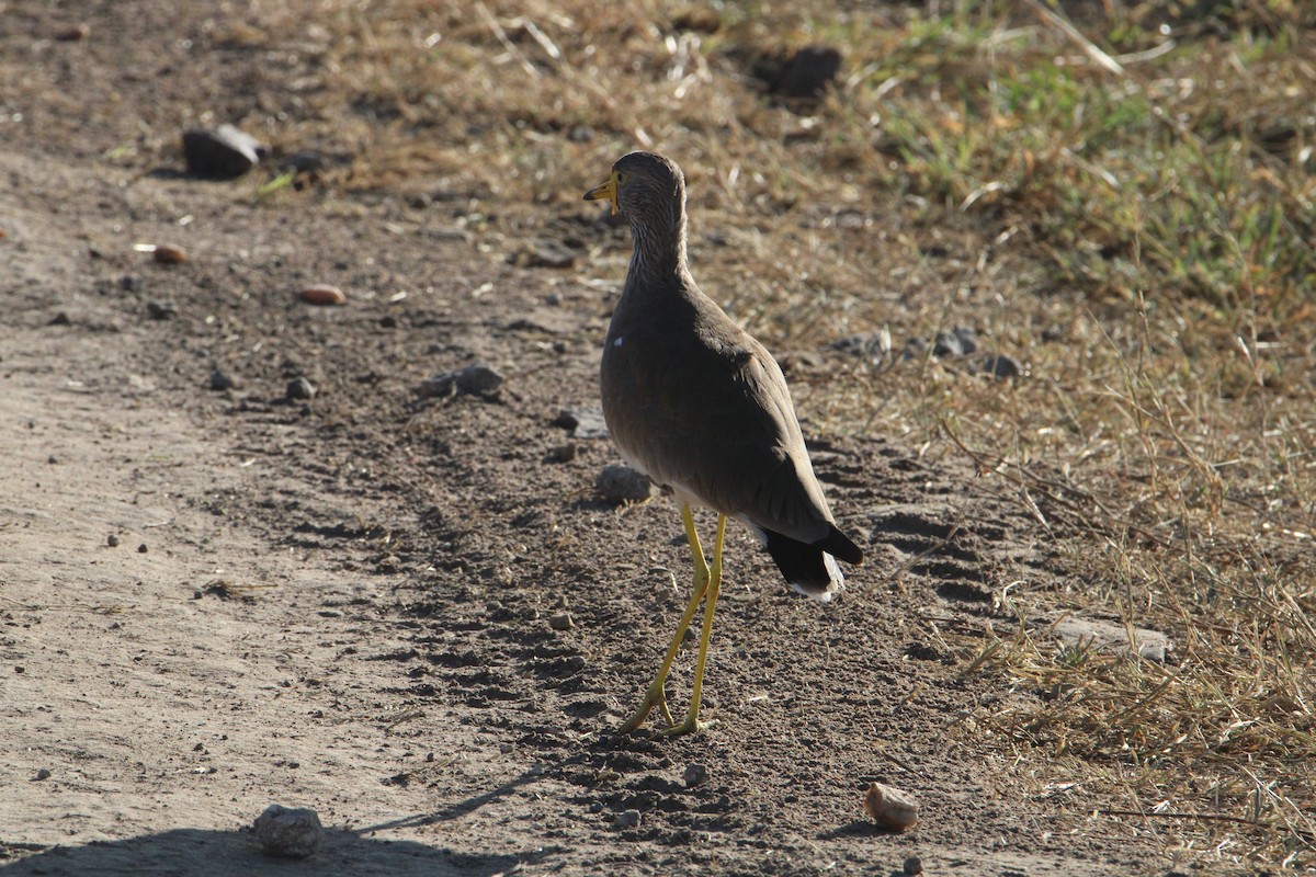 Wattled Lapwing - ML621854888