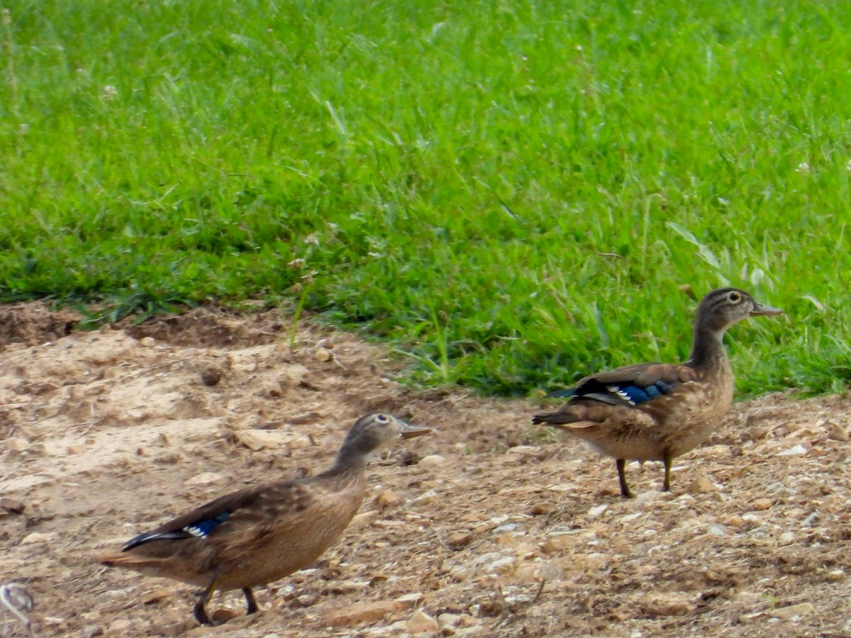 Wood Duck - ML621854905