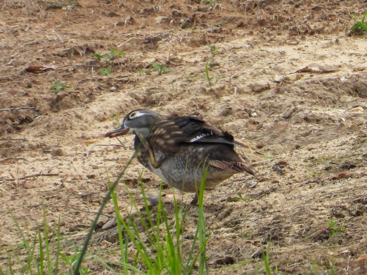 Wood Duck - ML621854910