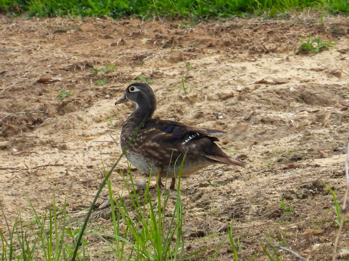 Wood Duck - ML621854911