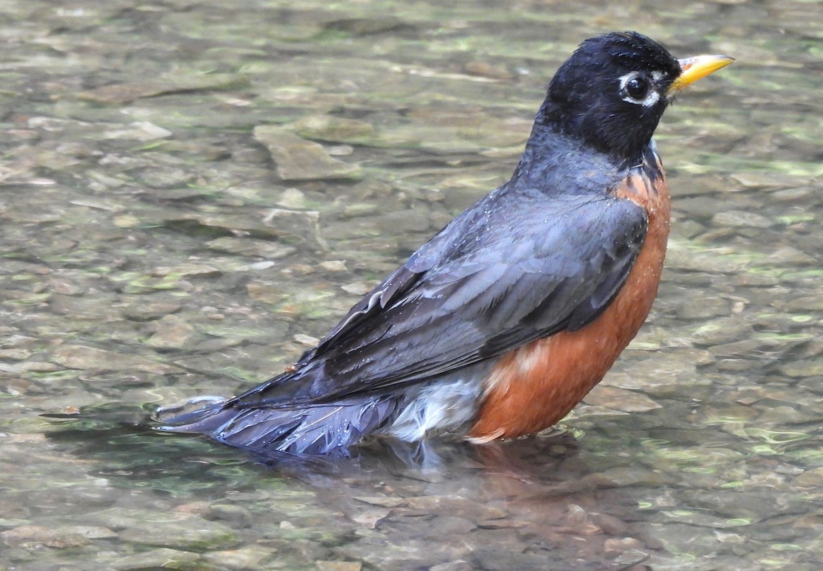 American Robin - ML621854929