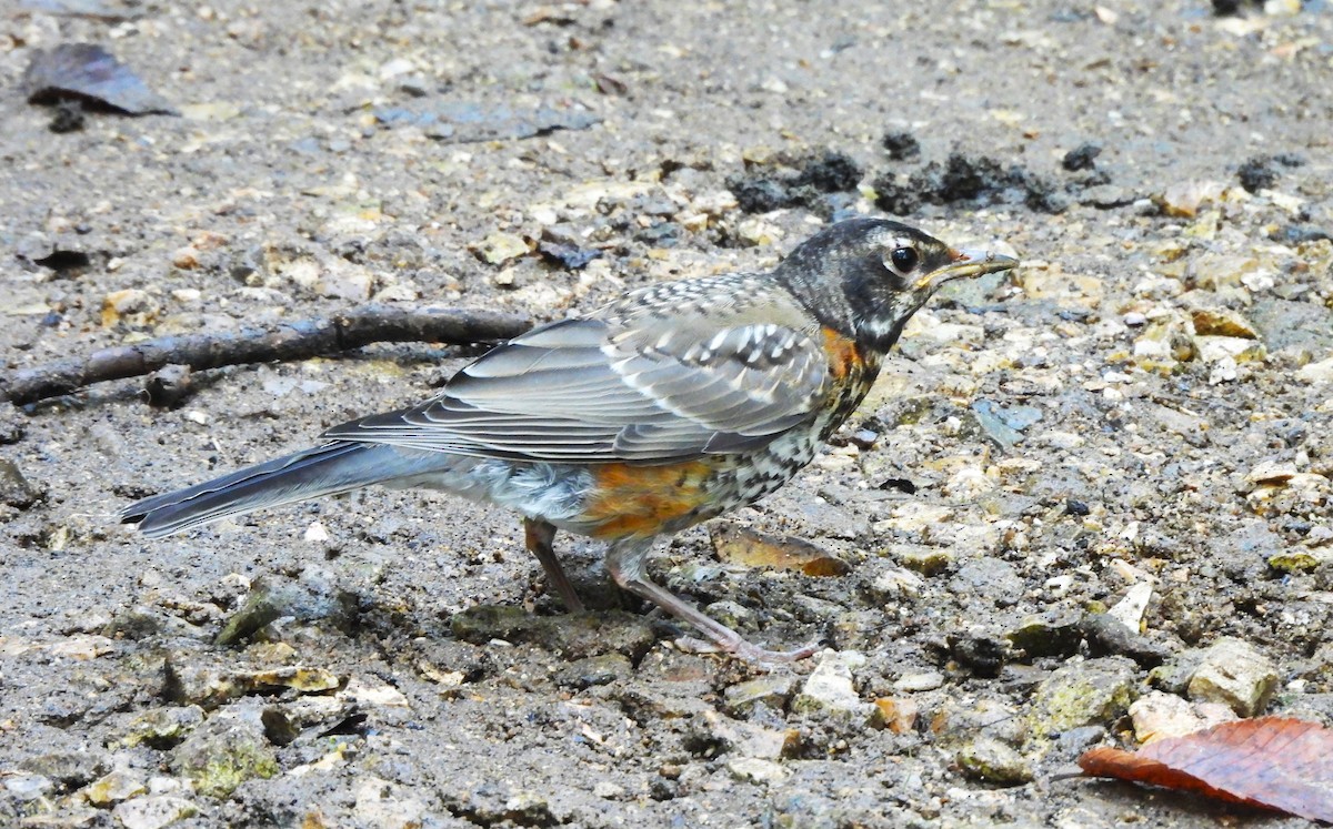 American Robin - ML621854942