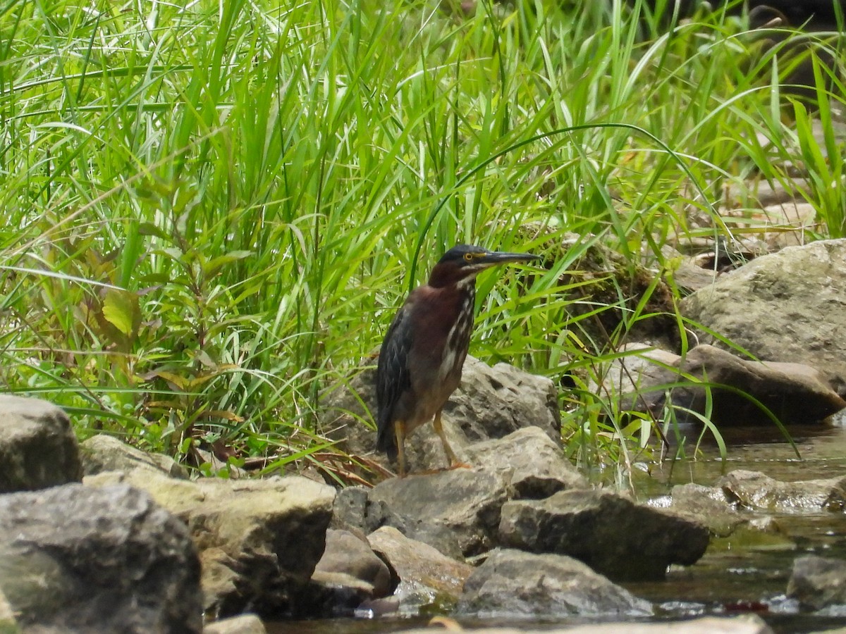 Green Heron - ML621854946