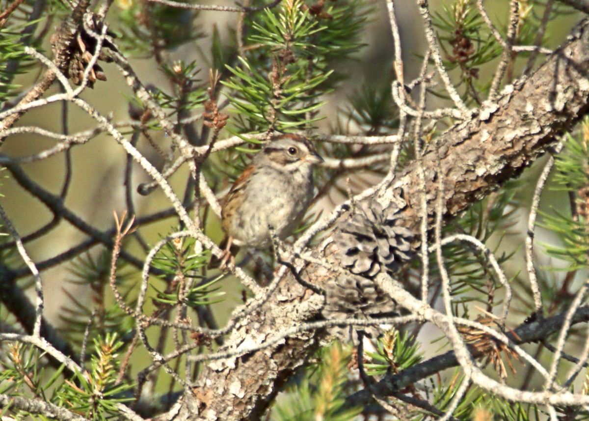 Swamp Sparrow - ML621854965