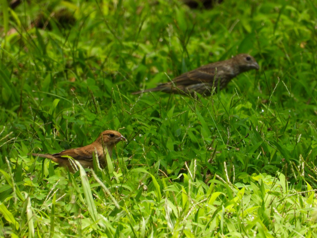 Indigo Bunting - ML621854972