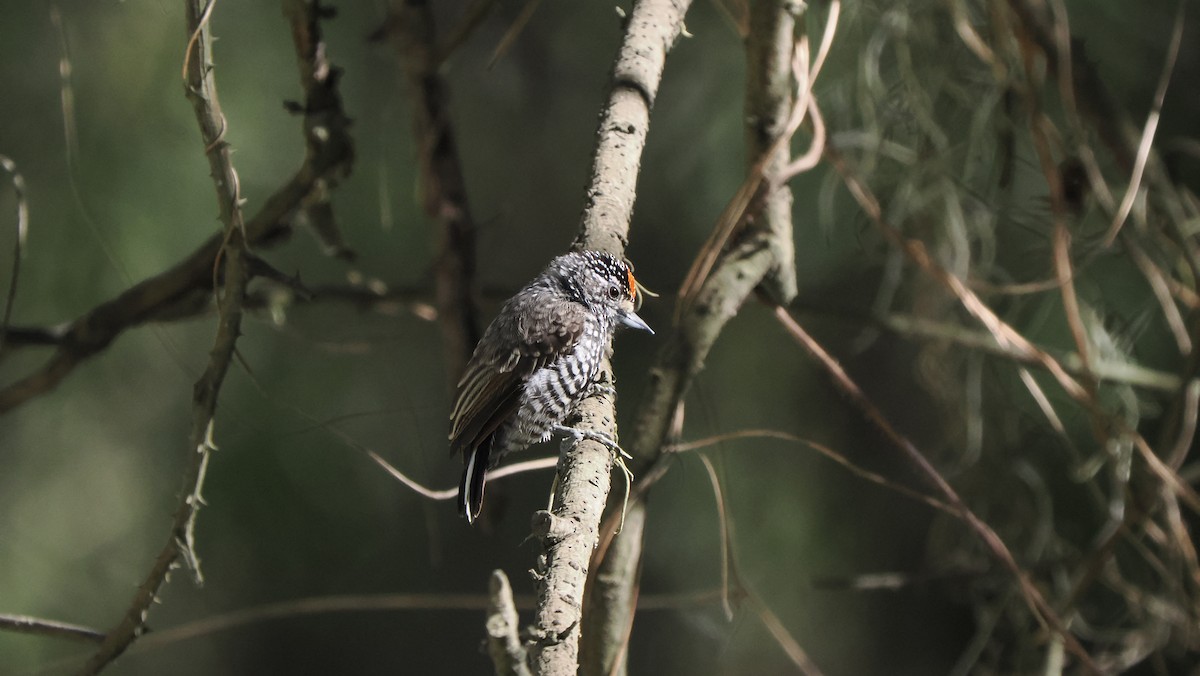 Speckle-chested Piculet - ML621854978