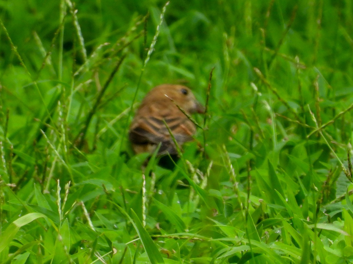 Indigo Bunting - ML621854991