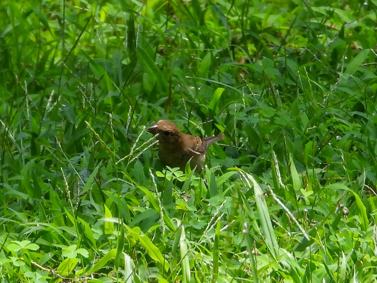 Indigo Bunting - ML621855014