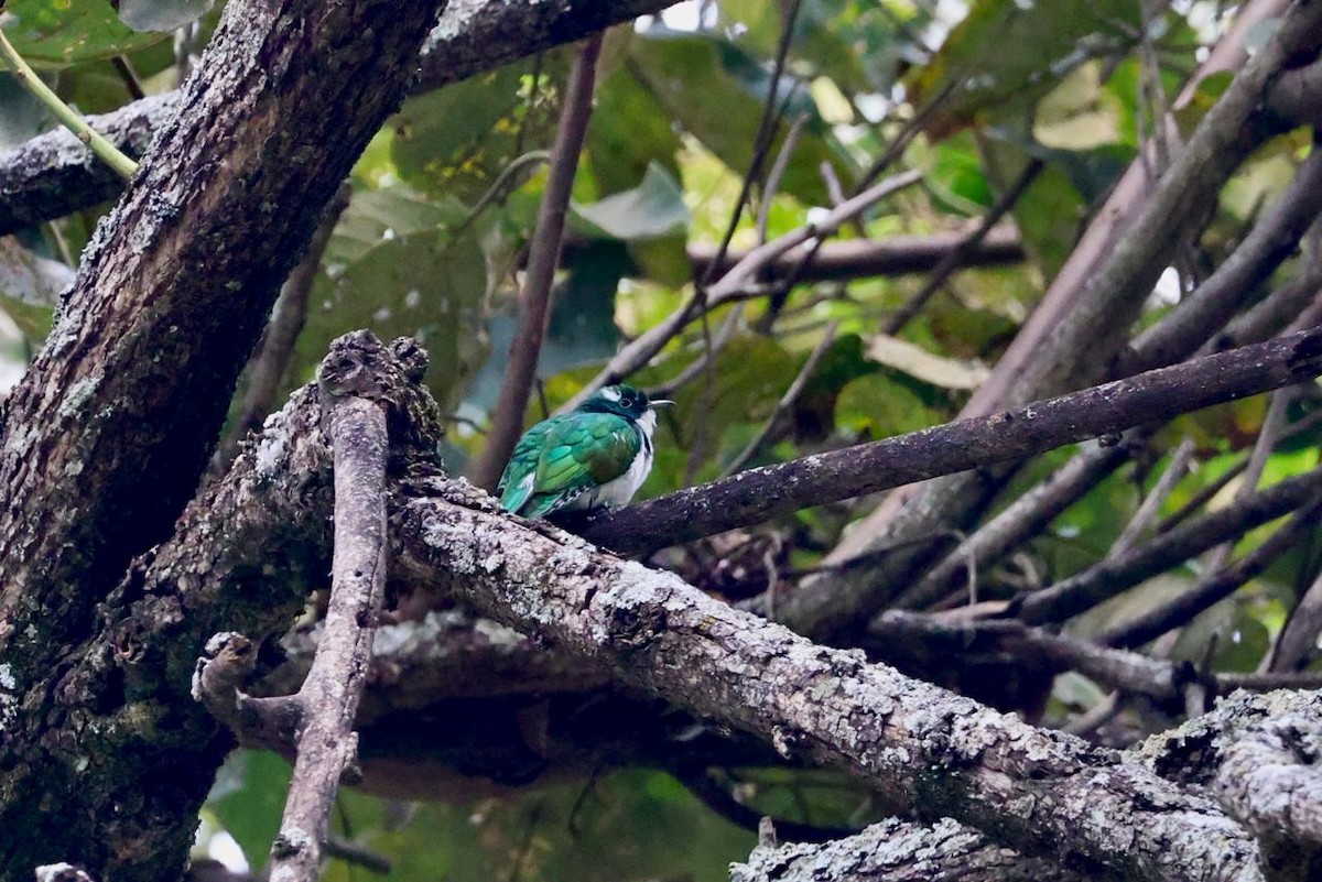 Klaas's Cuckoo - ML621855021