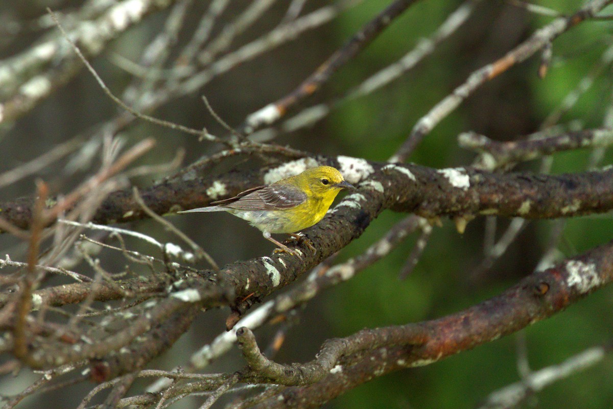 Pine Warbler - ML621855039