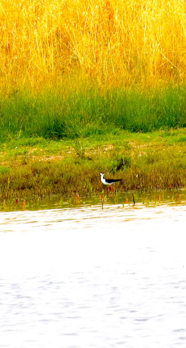 Black-necked Stilt - ML621855049