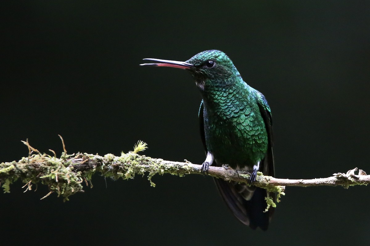 Steely-vented Hummingbird - ML621855082