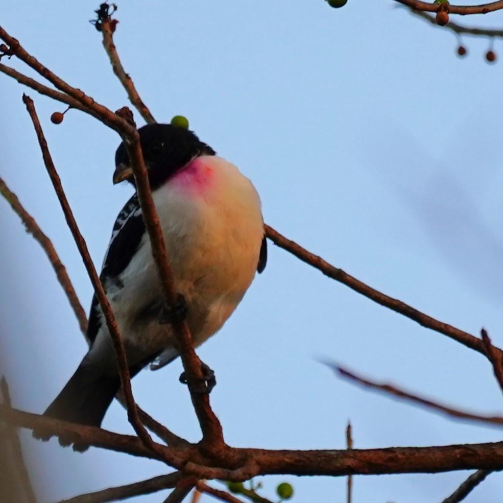 Cotinga à gorge mauve - ML621855118