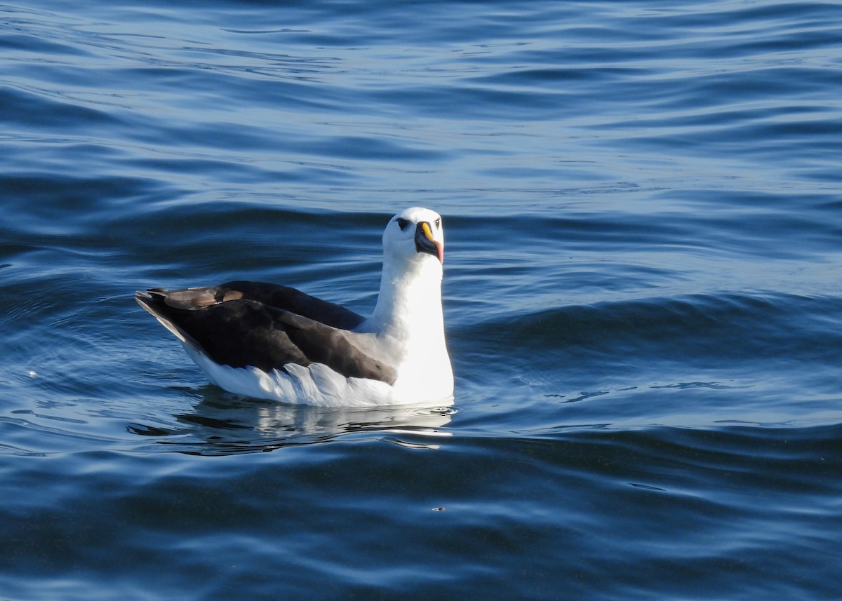 Atlantic Yellow-nosed Albatross - ML621855160