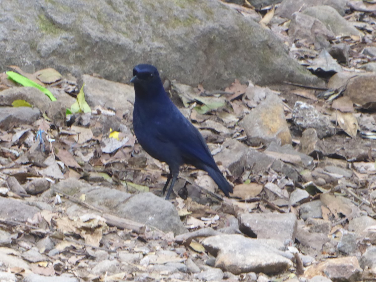 Javan Whistling-Thrush - ML621855188