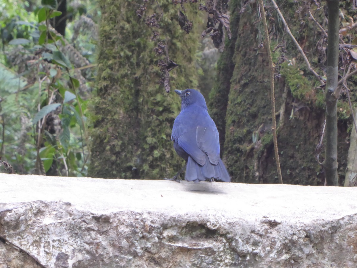 Javan Whistling-Thrush - ML621855189