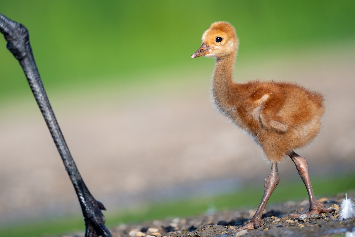 Sandhill Crane - ML621855278