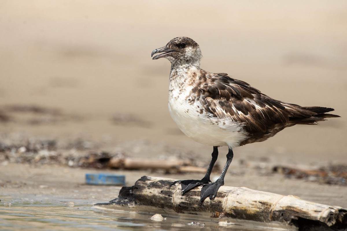 chaluha pomořská - ML621855279