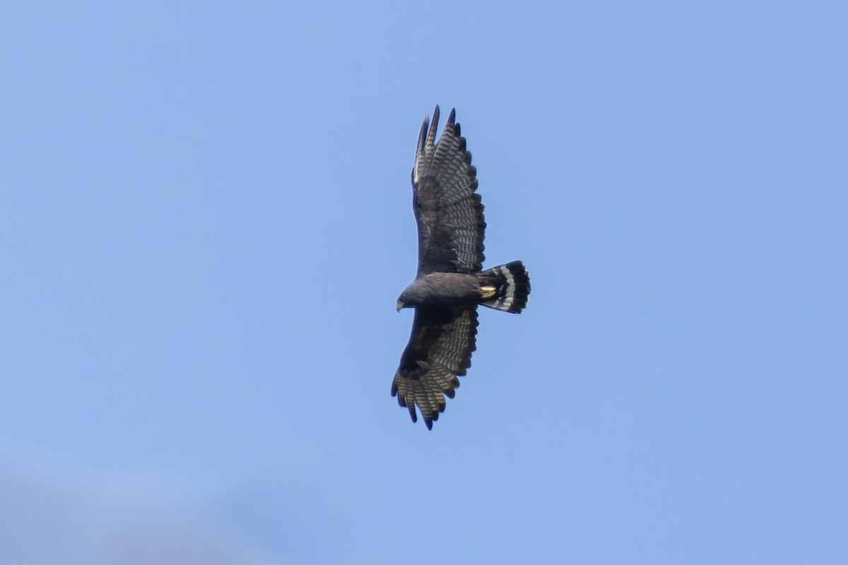 Zone-tailed Hawk - ML621855285
